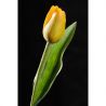 Paramit - Tulipán žltý 40 cm