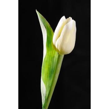 PARAMIT - Tulipán bieložltý 40 cm
