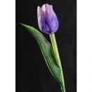 PARAMIT - Tulipán svetlofialový s bielymi konci 40 cm