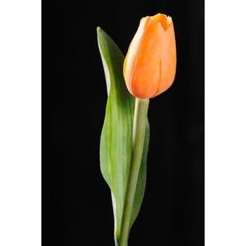 Paramit - Tulipán svetlo oranžový 40 cm