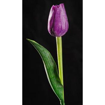 Paramit - Tulipán tm.  fialový 40 cm